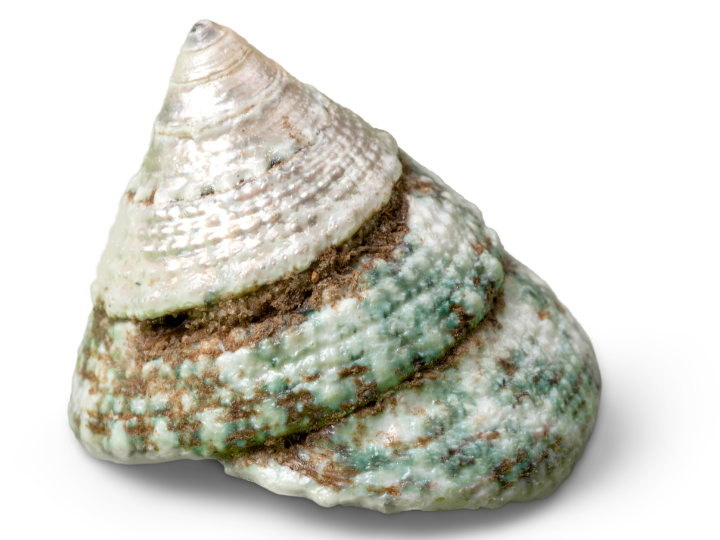 Cowrie shells image 2