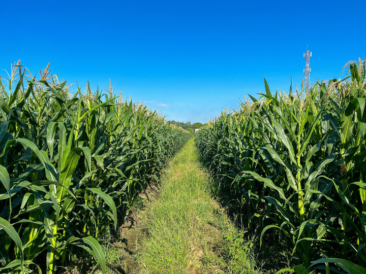 White maize
