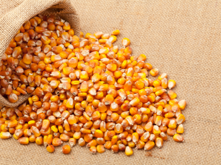 Maize bran