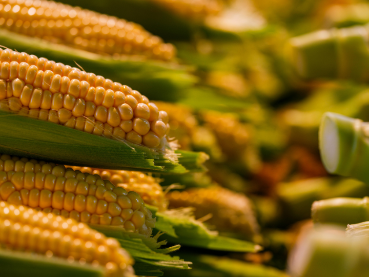 Maize bran image 2