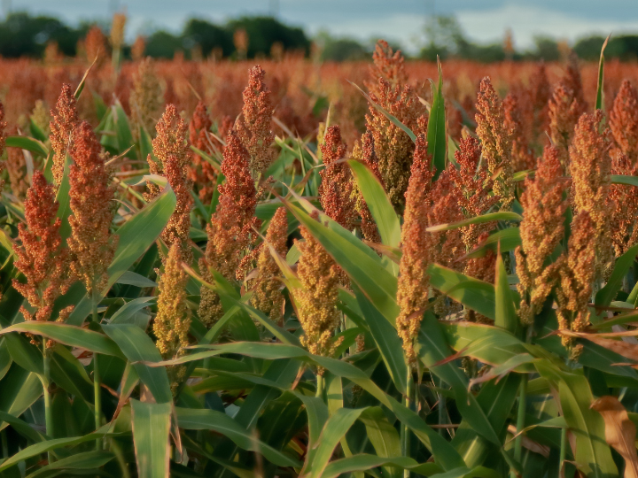 Sorghum