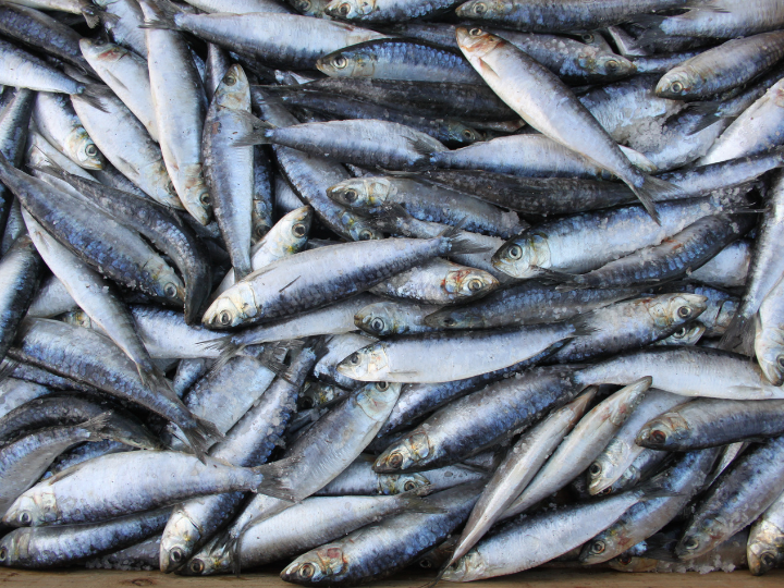 Sardines