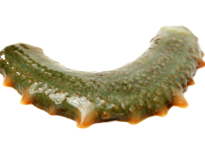 Sea cucumber