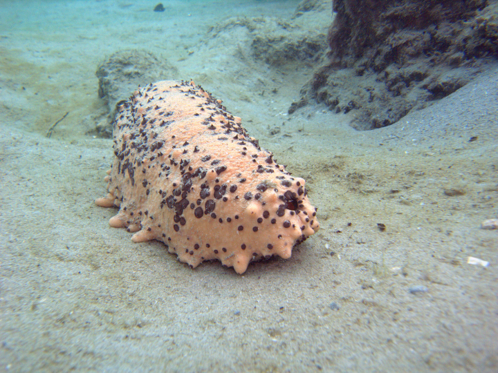 Sea cucumber image 2