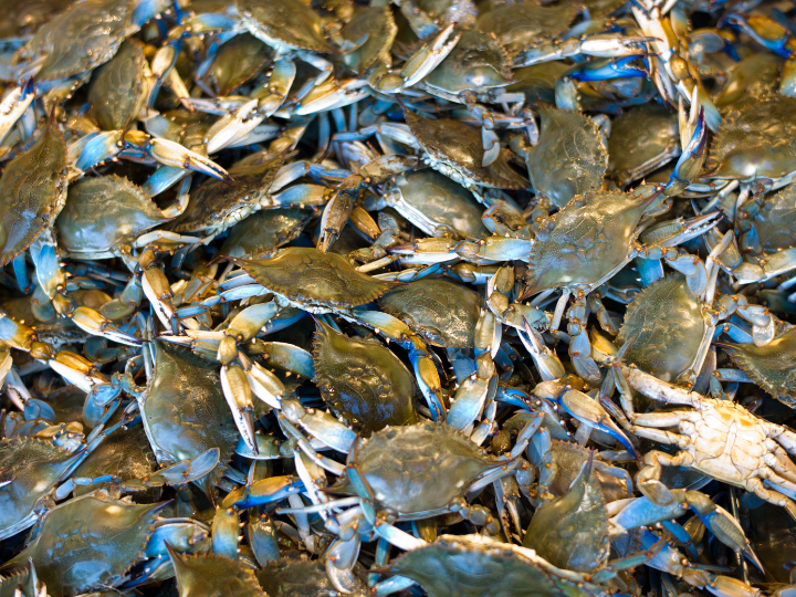 Crabs